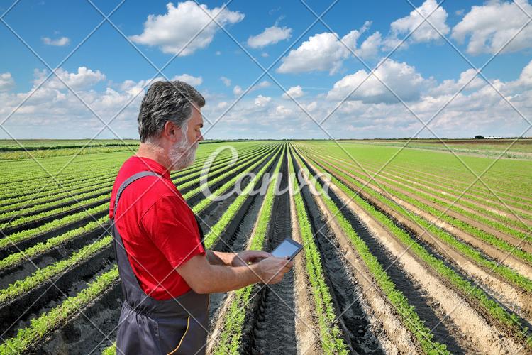 计算机男人笔记本植物户外蔬菜胡萝卜有机食品田园风光农作物图片