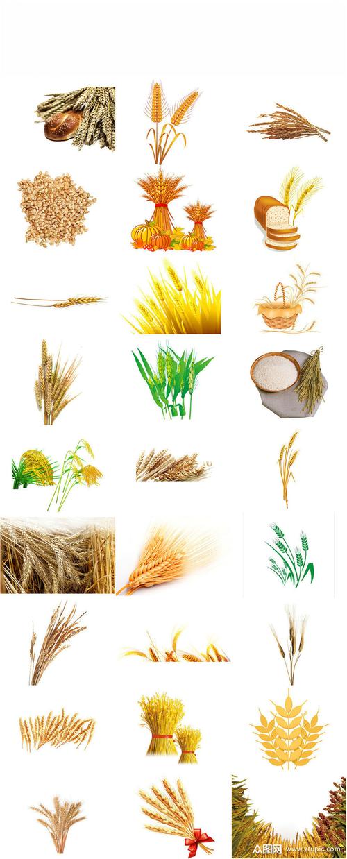 农作物小麦免抠png透明底素材模板下载-编号1623197-众图网